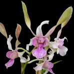 Dendrobium Rabbit Pink